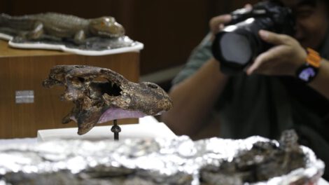 Nueva especie de aligátor en Tailandia