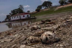Fotografía de peces muertos por la fuerte sequía que azota la cuenca del Amazonas
