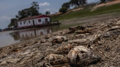 Fotografía de peces muertos por la fuerte sequía que azota la cuenca del Amazonas