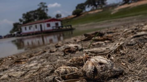 Fotografía de peces muertos por la fuerte sequía que azota la cuenca del Amazonas