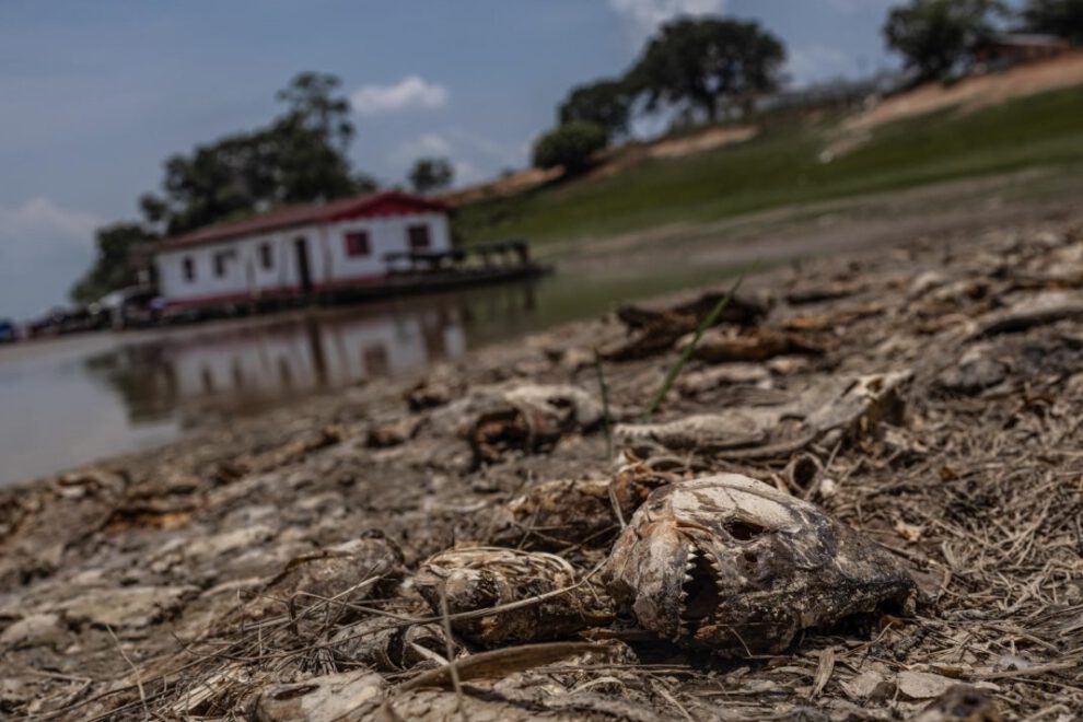 Fotografía de peces muertos por la fuerte sequía que azota la cuenca del Amazonas