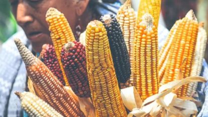 Prohibición del maíz transgénico en México y sus implicaciones en la salud pública