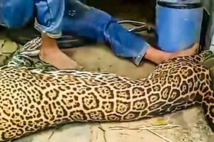 Matar a un jaguar en peligro de extinción