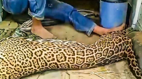 Matar a un jaguar en peligro de extinción