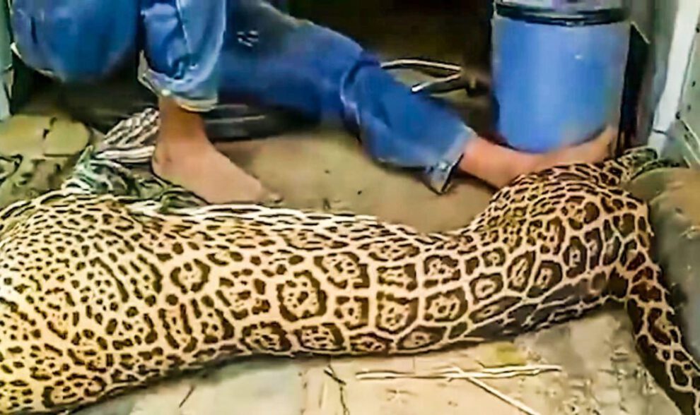 Matar a un jaguar en peligro de extinción