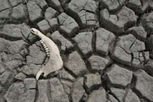 Pérdida de tierras sanas según la ONU