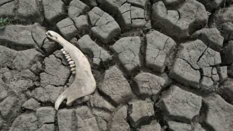 Pérdida de tierras sanas según la ONU