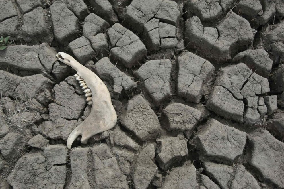 Pérdida de tierras sanas según la ONU