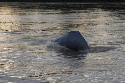 Conservación de delfines de río en el río Guayabero, Colombia