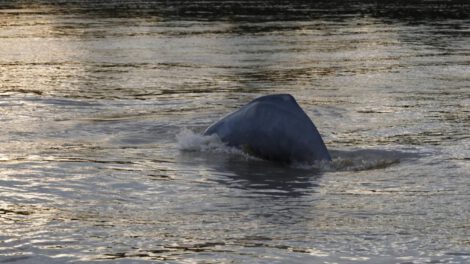 Conservación de delfines de río en el río Guayabero, Colombia