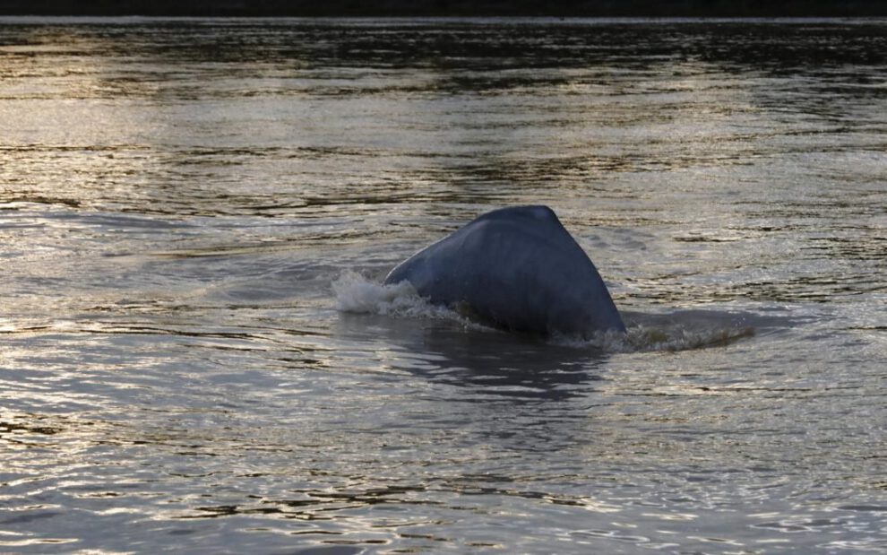 Conservación de delfines de río en el río Guayabero, Colombia