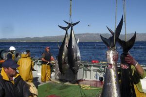 Captura sustentable de atunes tropicales liderada por Brasil