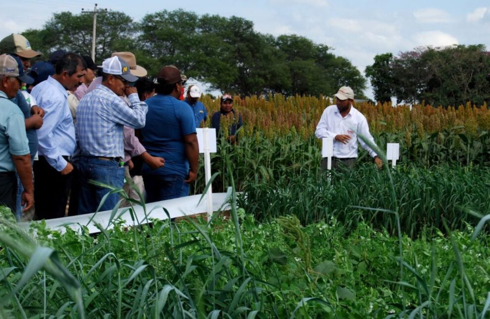 ANAPO y su compromiso con prácticas agrícolas sostenibles