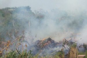 Incendios forestales en Santa Cruz