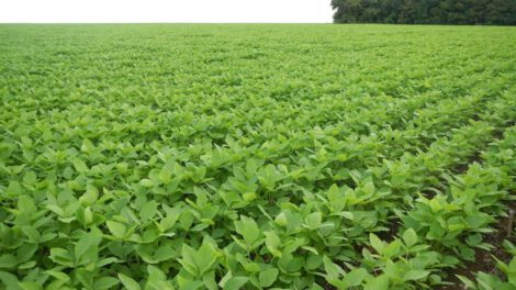 Pesticidas en Brasil y leucemia infantil