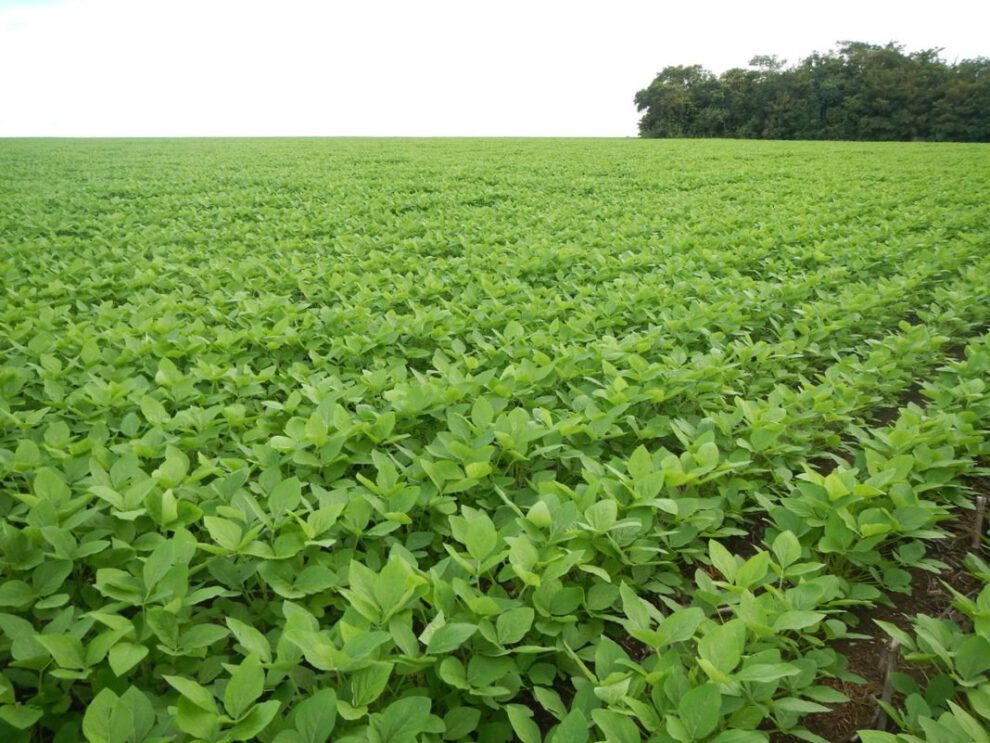 Pesticidas en Brasil y leucemia infantil