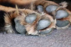 Recuperación de mascota Roko tras enfrentarse a delincuentes