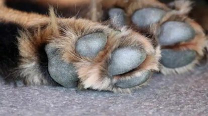 Recuperación de mascota Roko tras enfrentarse a delincuentes