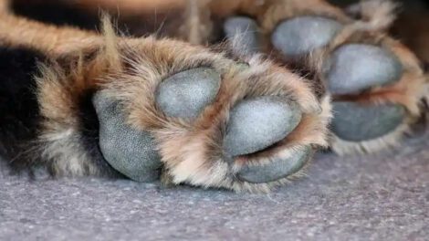 Recuperación de mascota Roko tras enfrentarse a delincuentes