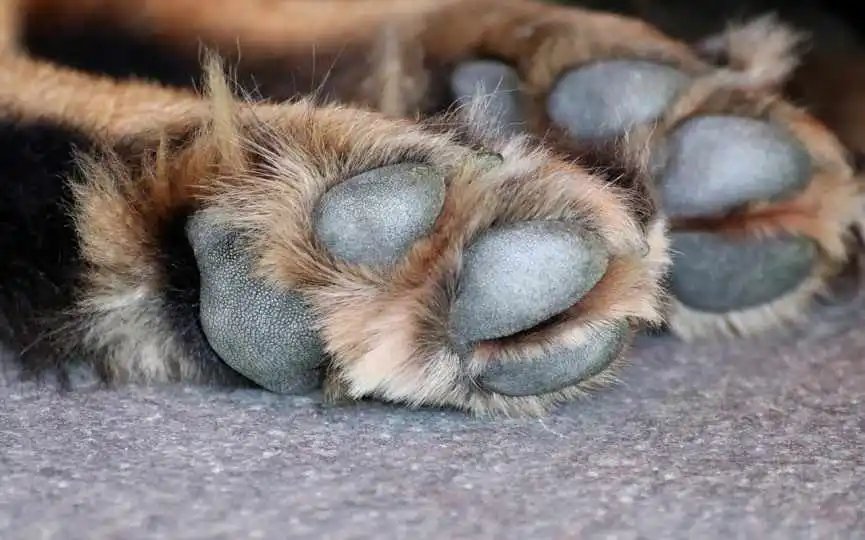 Recuperación de mascota Roko tras enfrentarse a delincuentes