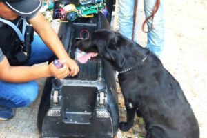 Perro de la Felcn detecta marihuana en parlante que era enviado en encomienda a Brasil