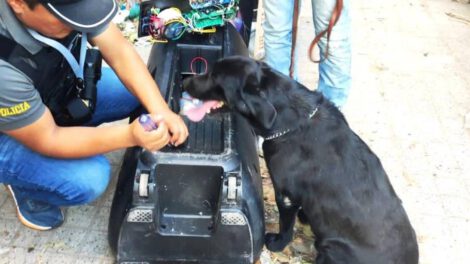 Perro de la Felcn detecta marihuana en parlante que era enviado en encomienda a Brasil