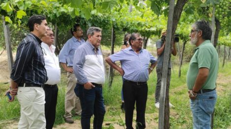 Cámara Agroindustrial de Tarija para promover el desarrollo agrícola