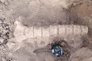 Fósiles de perezoso gigante en Chuquisaca