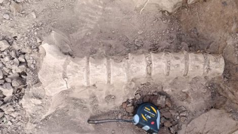 Fósiles de perezoso gigante en Chuquisaca