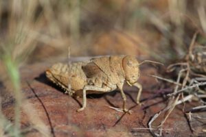 Especies Amenazadas en riesgo de extinción