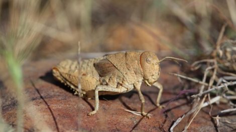Especies Amenazadas en riesgo de extinción