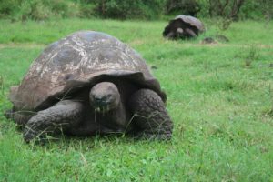 Contaminación por plástico amenaza a las tortugas gigantes en Galápagos