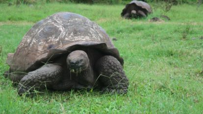 Contaminación por plástico amenaza a las tortugas gigantes en Galápagos