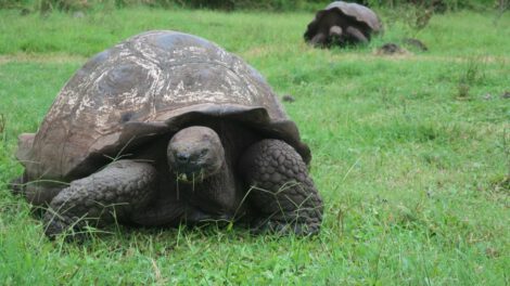 Contaminación por plástico amenaza a las tortugas gigantes en Galápagos