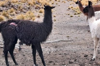 Ataque de canes a llamas en Chacarilla, Oruro