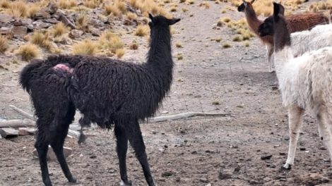Ataque de canes a llamas en Chacarilla, Oruro