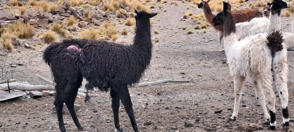 Ataque de canes a llamas en Chacarilla, Oruro