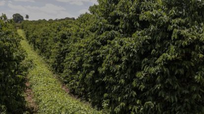 Caficultores brasileños implementan técnicas sostenibles