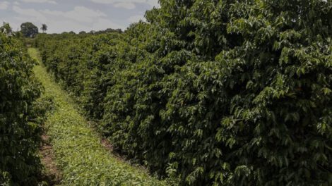Caficultores brasileños implementan técnicas sostenibles
