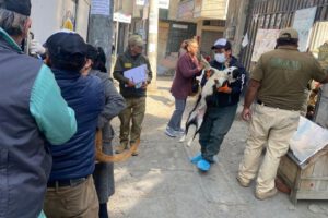 Rescate de refugio de mascotas en La Paz