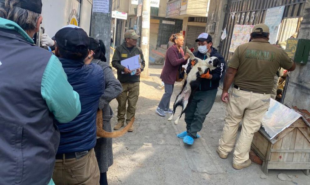 Rescate de refugio de mascotas en La Paz