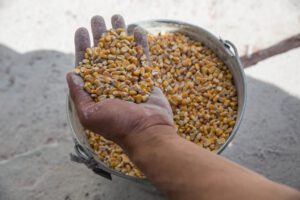 Cereal ucraniano en el contexto de la ocupación rusa
