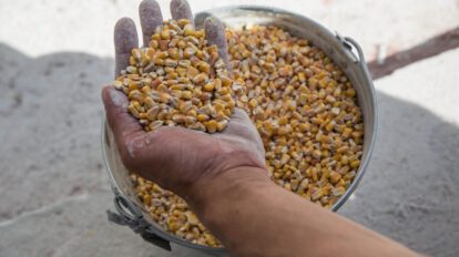 Cereal ucraniano en el contexto de la ocupación rusa