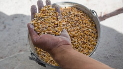 Cereal ucraniano en el contexto de la ocupación rusa