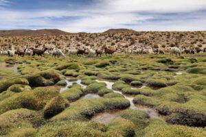 Bofedales en Bolivia, oasis en el altiplano que desafían la crisis hídrica