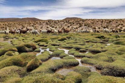 Bofedales en Bolivia, oasis en el altiplano que desafían la crisis hídrica