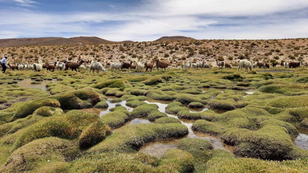 Bofedales en Bolivia, oasis en el altiplano que desafían la crisis hídrica