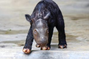 Rinocerontes de Sumatra nacen en Indonesia