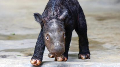 Rinocerontes de Sumatra nacen en Indonesia