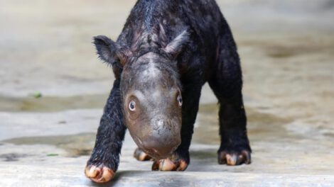 Rinocerontes de Sumatra nacen en Indonesia